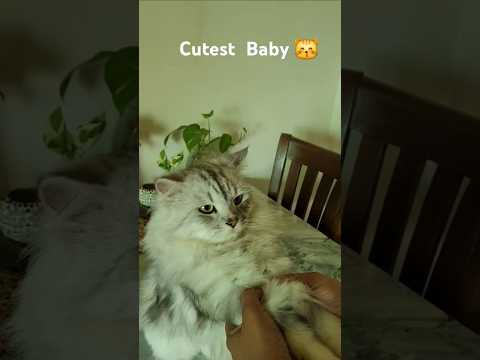 Cutest  baby  Kiki 😻❤️❤️💕#shorts #ytshorts