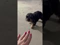 Cockapoo dogs for sale: Tanner - Video 1