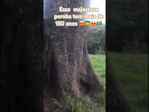 Localizada num sítio em Catanduvas PR #meioambiente #amogatos #natureza #naturaleza #anos80 #anos70