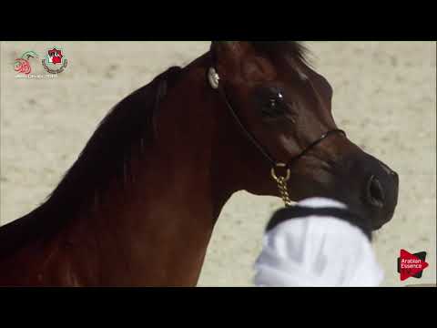 N 10 JOREYYAT AL BUSTAN   UAE Nationals 2019