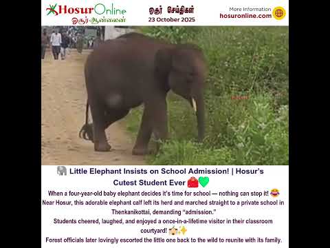 🐘 Little Elephant Insists on School Admission! | Hosur’s Cutest Student Ever 💚