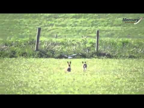 Hilarious Boxing Hares Preparing for Weekends Fight