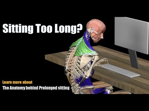 Pain from Sitting Too Long? The Anatomy behind Prolonged sitting