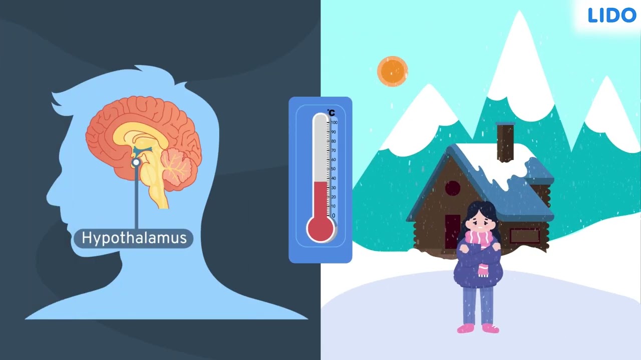 Skin: Regulation Of Heat | Skin The Jack of All Traits | Class 9 Science ICSE