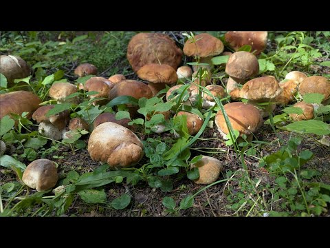 ZBIERANIE DZIKICH GRZYBÓW SAMODZIELNIE W ODLEGŁYCH GÓRACH KANADYJSKICH!! WIELKIE BOROWIKI KRÓLEWSKIE, BOROWIKI