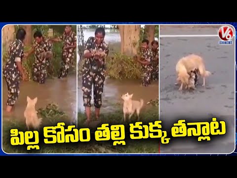 Police Saves Dog Cub Stuck In Floods | Nandigama | V6 News