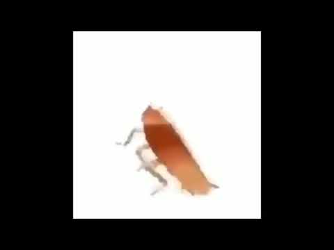 Dancing roach