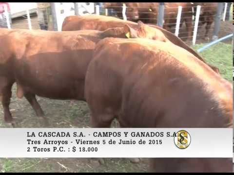05-06-15 Venta de Toros P.C. - La Cascada S.A. - Tres Arroyos