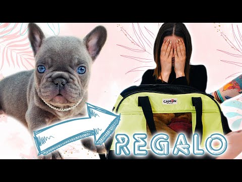 I'M GIVING MY SISTER A FRENCH BULLDOG, HER DREAM! 🐕 *ended badly*