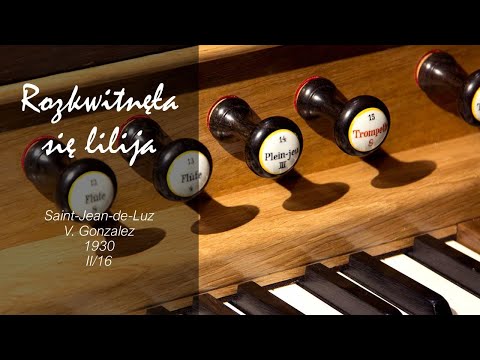 Rozkwitnęła się lilija