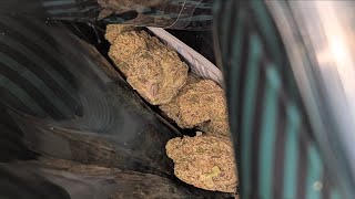 CannaCured🚀Galactic Runtz: The Gas Giant of the Prestige Tier⛽️🚀@CuredTV Thca Review!!