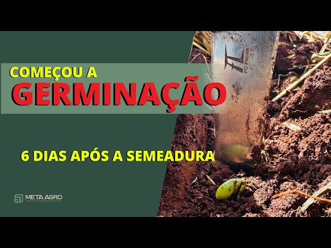ESTÁ VINDO! Germinação da área de Ibirubá 