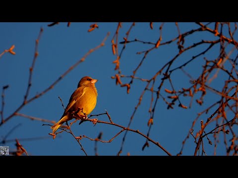 Greenfinch call and song, Grønnfink, Обыкновенная зеленушка голос, Verdier d'Europe chant, #p1000
