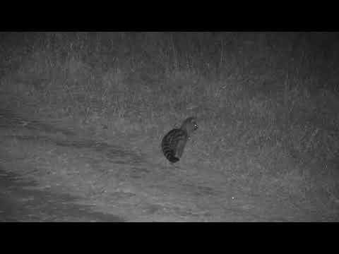 Djuma: Large-spotted Genet - 19:45 - 08/09/2023