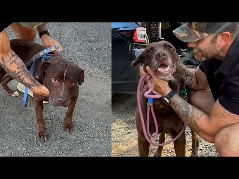These two gorgeous seniors were constantly being overlooked at the shelter | Lee Asher