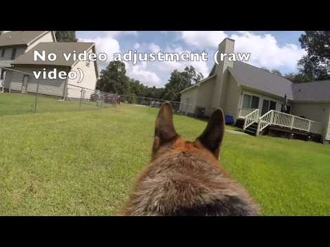 Leela the german shepherd dog (GoPro Fetch Dog Harness Review)