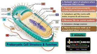 Prokaryotic Cell Structure and Function in 5 minutes ||Biologyexams4u