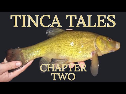 Tinca Tales | Chapter Two | How to Catch a Tench | Feeder fishing for Scottish Tench