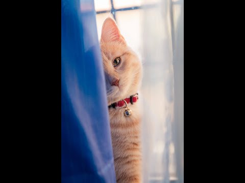 Cute kitten @sloopi 🐈😍#funny #cute #shorts