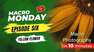 Macro Monday Episode 6 - Yellow Flower