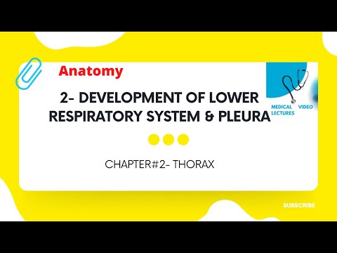 Development of Lower respiratory system & Pleura | CHAPTER#2- THORAX