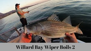 Willard Wiper Boils 2!!!