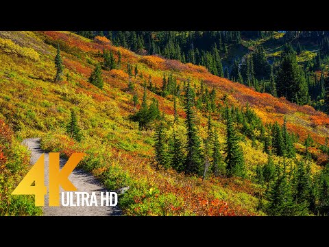 Autumn Foliage in Washington State - 4K Relaxation Video with Incredible Nature Sounds