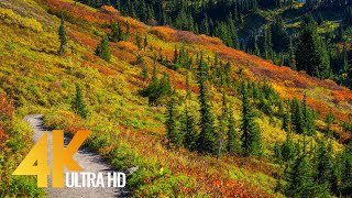 Autumn Foliage in Washington State - 4K Relaxation Video with Incredible Nature Sounds