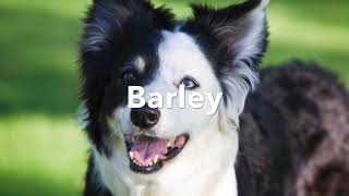 Warrior Cats As Dogs