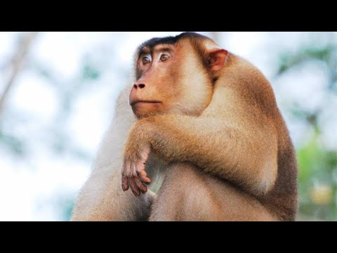 Pig-tailed macaque (Macaca nemestrina) Foraging in Sumatra
