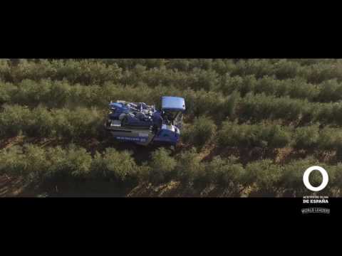 Fotograma del vídeo: Día mundial del olivo