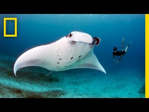 Andrea Marshall: Queen of the Manta Rays | Nat Geo Live Video