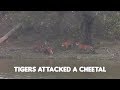 Tigers VS Deer