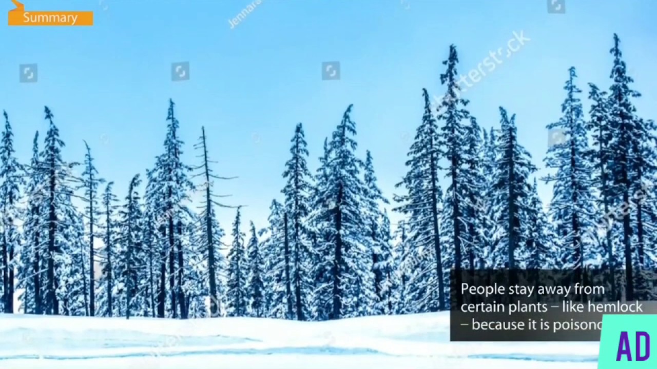 Dust Of Snow By Robert Frost - (First Flight - X) With Literary Devices