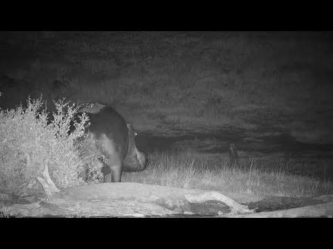 Djuma: Hippo with injured leg leaves pan - 04:30 - 07/17/19
