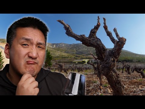 Can 100-YEAR-OLD vines make GOOD Red WINES???
