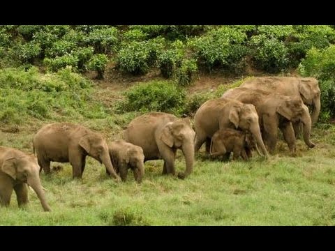 Ananda Kumar, India - Whitley Awards 2015