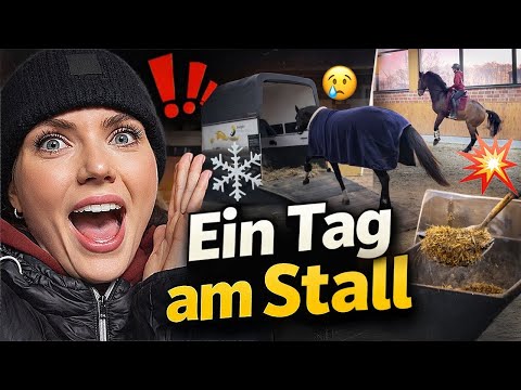 This really happens in the stable… 🤯 | A day at the stable | Borgel Sporthorses