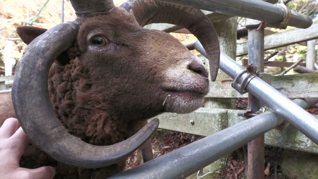 マンクスロフタン の『ムチャオ』 (六甲山牧場) 2021年11月20日