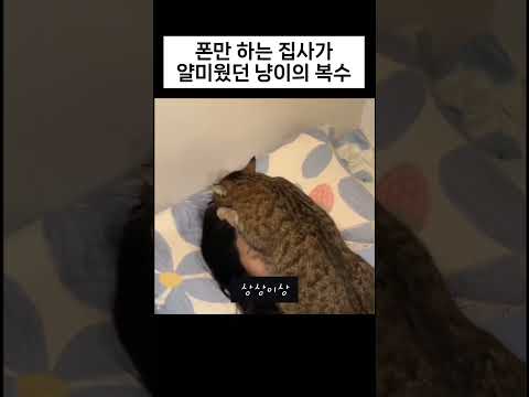 숨막히는 냥이의 복수