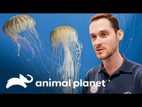Las medusas de agua fría son animales sorprendentes | El Acuario | Animal Planet