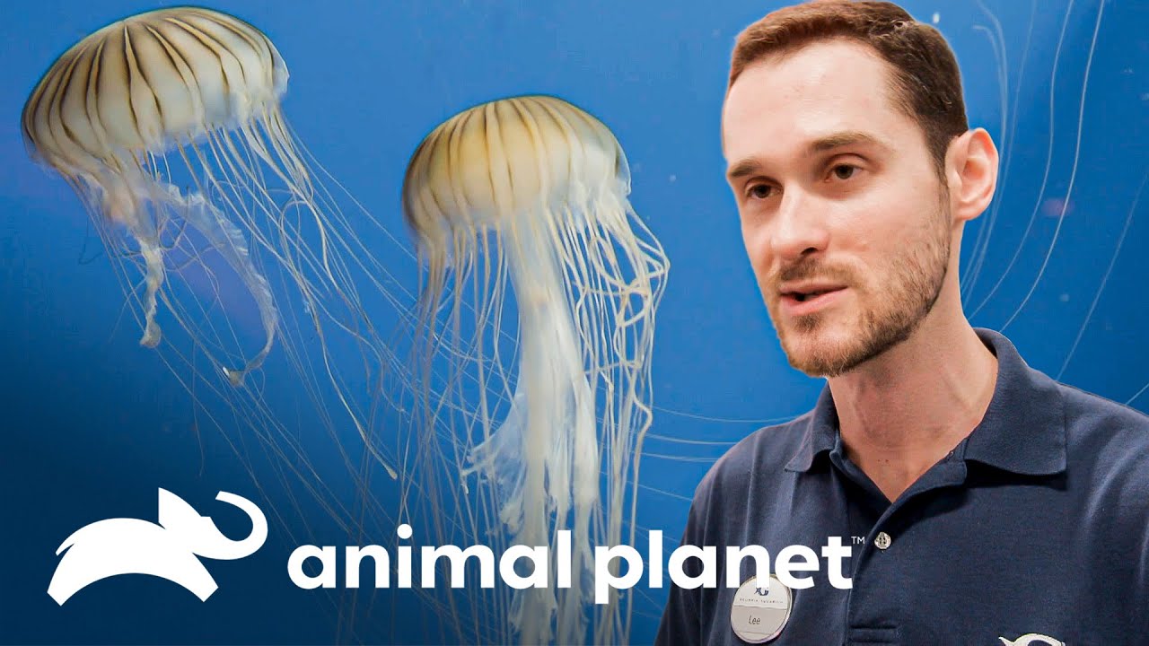 Watch Las medusas de agua fría son animales sorprendentes | El Acuario | Animal Planet Now Las medusas de agua fría son animales sorprendentes | El Acuario | Animal Planet