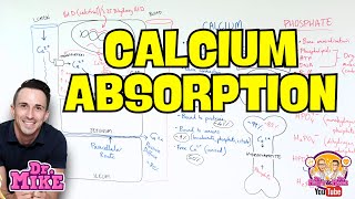 Calcium and Phosphate | Function & Absorption