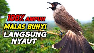 Download lagu Suara Burung Kutilang Super Gacor Memanggil Temannya Agar Ikut Bunyi  mp3