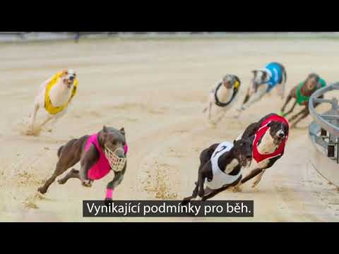 Dostihové tréninky na chrtí dráze Motol