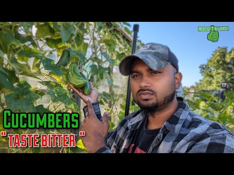 , title : 'Why do cucumbers taste bitter | How To Fix This Problem |'