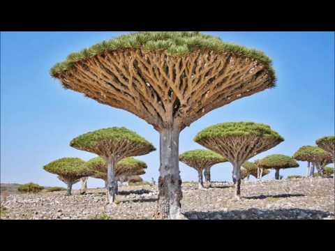 Lia - Dintr-o Mina De Tarina