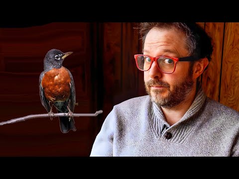 Let's Talk About American Robins