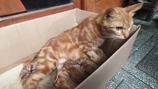 Kucing Melahirkan #kucing #cat #kucingmelahirkan