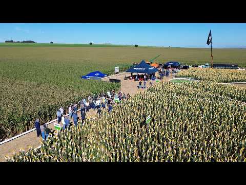 Morgan apresenta híbridos de milho altamente produtivos e sadios em dia de campo realizado em Floraí